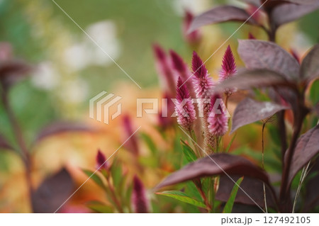 秋、猫じゃらしの風景 127492105