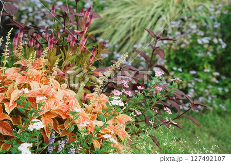 秋、猫じゃらしの風景 127492107