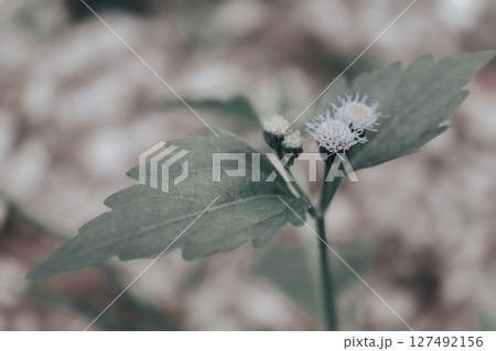 grass flower blooming grass flower blooming 127492156