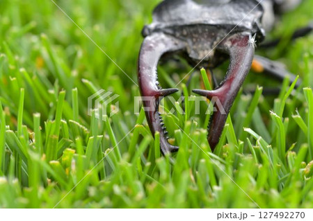 Macro shot of a European stag beetle in the grass. Close-up of the large mandibles of a male. Concept of endangered species and protected insects. 127492270