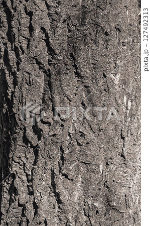 Vector illustration of bark of Amur velvet, Amur cork tree, Phellodendron amurense. Cork tree bark texture. Vector illustration of bark of Amur velvet, Amur cork tree, Phellodendron amurense. Cork tree bark texture. 127492313