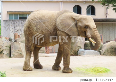 妊娠中のマルミミゾウ 妊娠中のマルミミゾウ 127492447