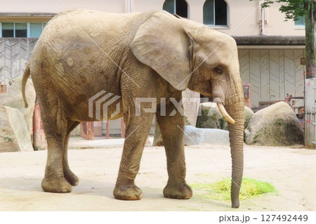 妊娠中のマルミミゾウ 127492449