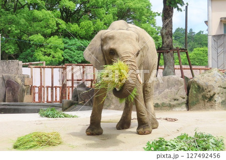 妊娠中のマルミミゾウ 妊娠中のマルミミゾウ 127492456