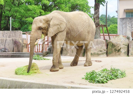 妊娠中のマルミミゾウ 127492458