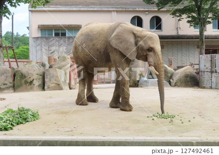 妊娠中のマルミミゾウ 127492461