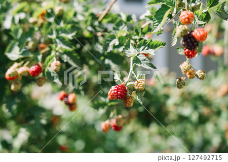 Ripe blackberries growing on bushes in a garden during summer season Ripe blackberries growing on bushes in a garden during summer season 127492715