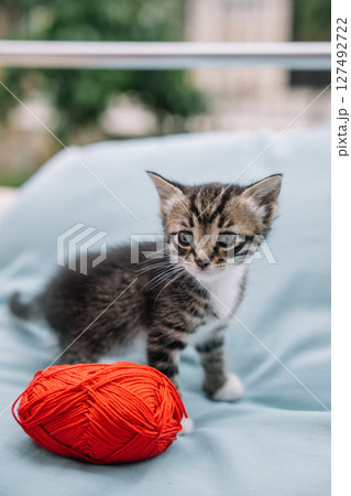 Curious kitten plays with bright red yarn on soft blue fabric in a cozy indoor setting 127492722