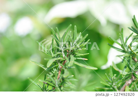 rosemary, rosemary plant or Salvia rosmarinus Spenn or Rosmarinus officinalis L or Lamiaceae rosemary, rosemary plant or Salvia rosmarinus Spenn or Rosmarinus officinalis L or Lamiaceae 127492820