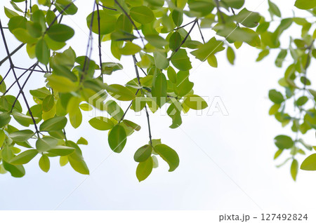 Terminalia ivorensis A Chev, Black afara or COMBRETACEAE and sky background 127492824