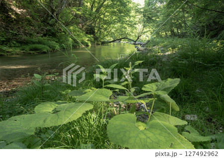 新緑の中を流れる南会津の湯ノ岐川 127492962