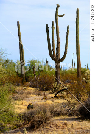 Bright Landscape Sonoran Desert Arizona Bright Landscape Sonoran Desert Arizona 127493012