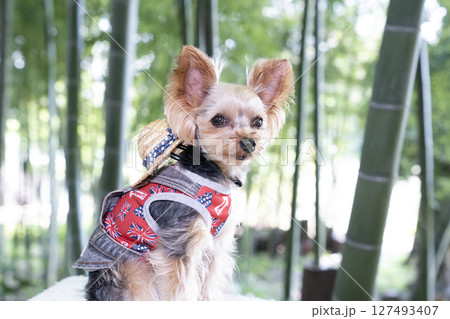 竹林とヨークシャテリア 127493407