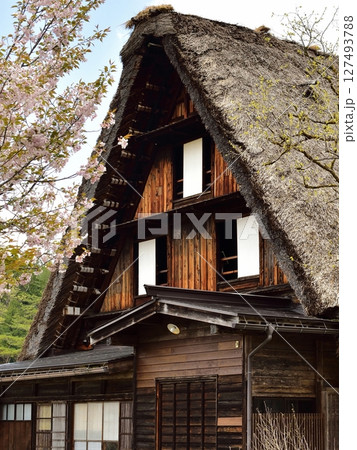 三角の茅葺屋根が美しい合掌作りと八重桜 127493788