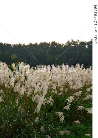 ススキ畑（山形県） 127493894