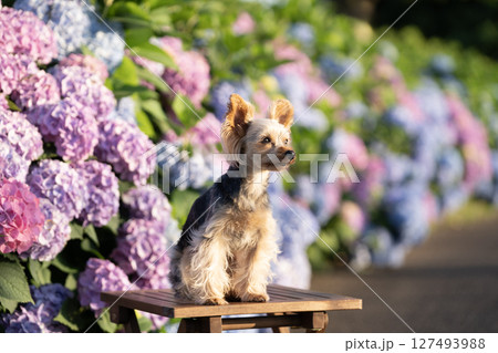 紫陽花と微笑むヨークシャテリア 127493988