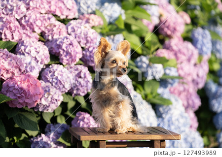 紫陽花と笑うヨークシャテリア 127493989