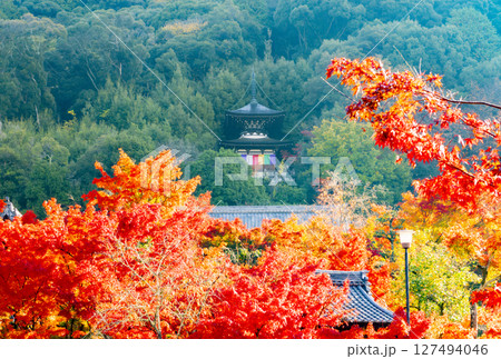 永観堂　紅葉　京都 127494046