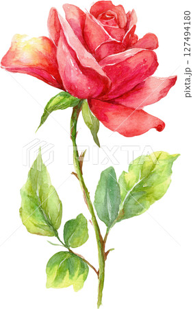 Red rose flower with green leaves watercolor painting, delicate petals and natural beauty in vibrant colors 127494180