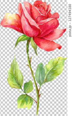 Red rose flower with green leaves watercolor painting, delicate petals and natural beauty in vibrant colors 127494180