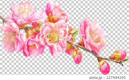 Realistic pink plum blossom branch with blooming flowers and buds, showing delicate petals and yellow stamens in springtime beauty Realistic pink plum blossom branch with blooming flowers and buds, showing delicate petals and yellow stamens in springtime beauty 127494205