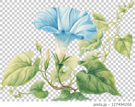 Morning glory flower with green leaves and buds, delicate blue petals, and curling vine stems in natural watercolor style Morning glory flower with green leaves and buds, delicate blue petals, and curling vine stems in natural watercolor style 127494208