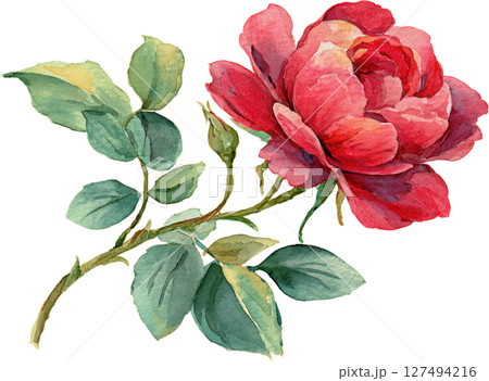 Watercolor illustration of single red rose with green leaves and small bud, showing delicate petals and natural beauty in soft colors 127494216