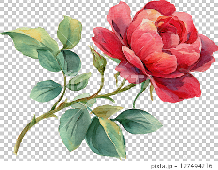 Watercolor illustration of single red rose with green leaves and small bud, showing delicate petals and natural beauty in soft colors 127494216