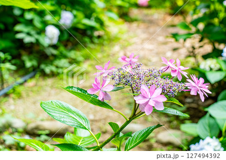 ピンク色の可愛い紫陽花 ピンク色の可愛い紫陽花 127494392