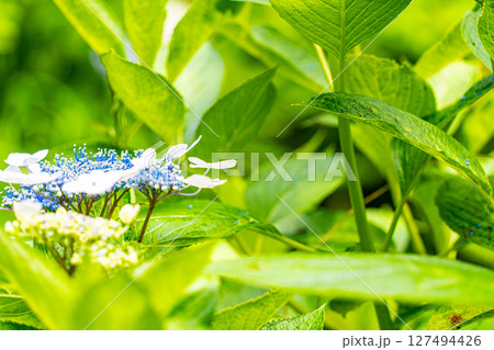 紫陽花の花 127494426