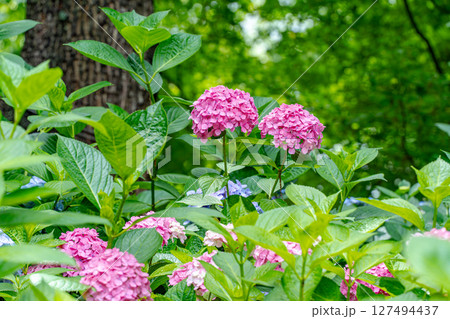 赤い紫陽花 赤い紫陽花 127494437