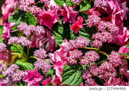 カラフルな紫陽花 カラフルな紫陽花 127494466