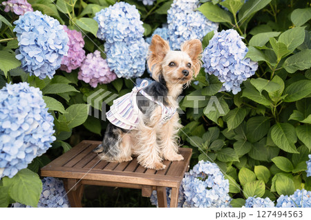 紫陽花と微笑むヨークシャテリア 127494563