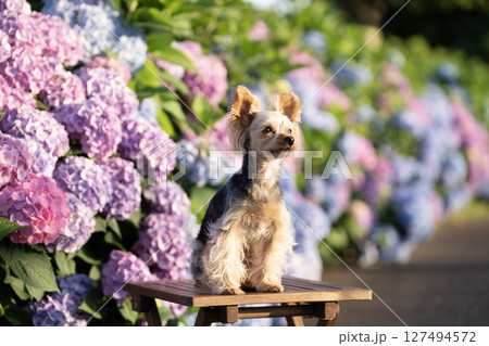 紫陽花と微笑むヨークシャテリア 紫陽花と微笑むヨークシャテリア 127494572
