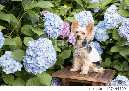 紫陽花と微笑むヨークシャテリア 127494599
