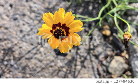 Bright Yellow Coreopsis Flower Bloom in a Natural Outdoor Setting Bright Yellow Coreopsis Flower Bloom in a Natural Outdoor Setting 127494630