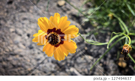 Bright Yellow Coreopsis Flower Bloom in a Natural Outdoor Setting Bright Yellow Coreopsis Flower Bloom in a Natural Outdoor Setting 127494637