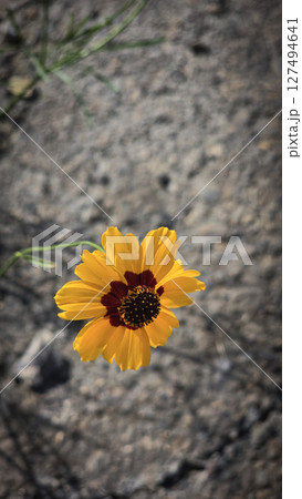Bright Yellow Coreopsis Flower Bloom in a Natural Outdoor Setting 127494641