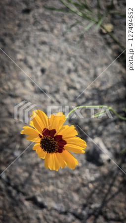 Bright Yellow Coreopsis Flower Bloom in a Natural Outdoor Setting 127494652
