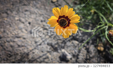 Bright Yellow Coreopsis Flower Bloom in a Natural Outdoor Setting 127494653