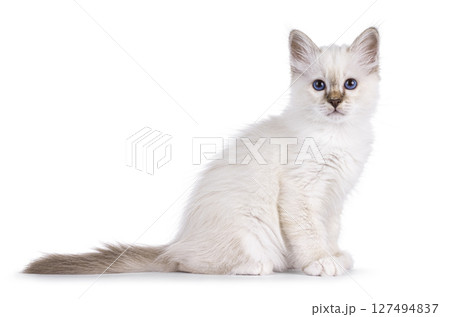 Sacred Birman kitten on white 127494837