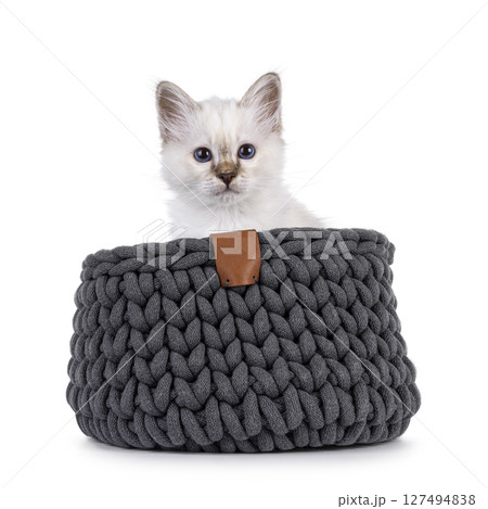 Sacred Birman kitten on white 127494838