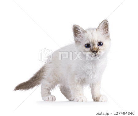 Sacred Birman kitten on white Sacred Birman kitten on white 127494840