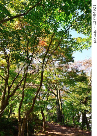越路もみじ園(新潟県) 越路もみじ園(新潟県) 127494921