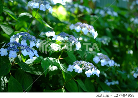 青い紫陽花 青い紫陽花 127494959