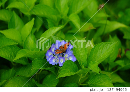 アジサイの花に止まる虫 アジサイの花に止まる虫 127494966