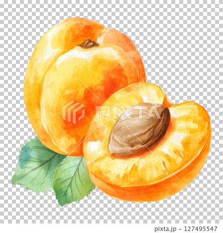 Ripe apricot fruit with seed and green leaves in bright watercolor style 127495547