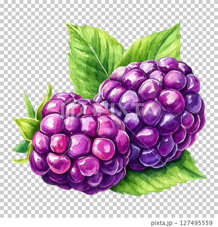 Two ripe purple blackberries with green leaves painted in watercolor style, fresh and vibrant Two ripe purple blackberries with green leaves painted in watercolor style, fresh and vibrant 127495559