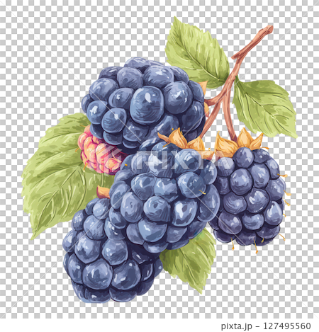 Blackberry fruit cluster with green leaves and natural texture in watercolor style 127495560