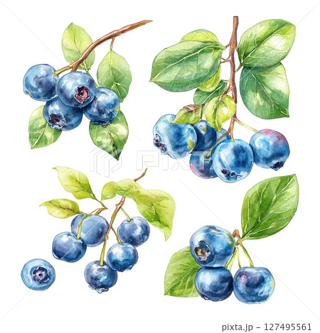 Blueberry cluster with green leaves painted in watercolor style with fresh natural look Blueberry cluster with green leaves painted in watercolor style with fresh natural look 127495561